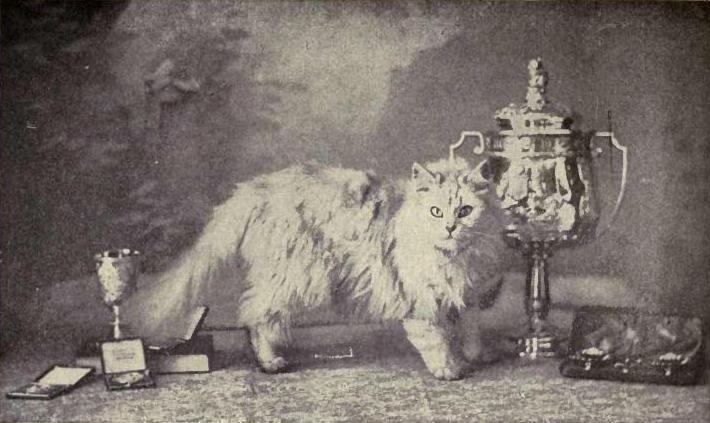 Fulmer Zaida, a champion show cat born in 1895 who ended up earning over 150 prizes Article on Victorian show cats